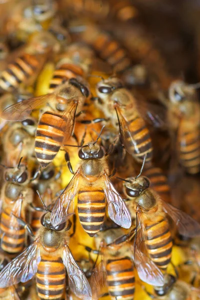 Пчелы Пчелином Улье Таиланде Юго Восточной Азии — стоковое фото