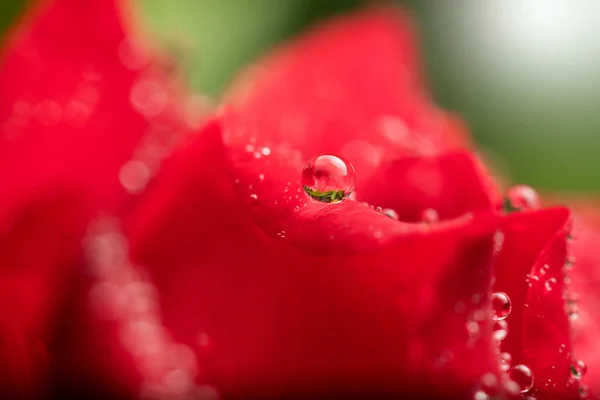 Tautropfen Auf Roter Rose Morgen — Stockfoto