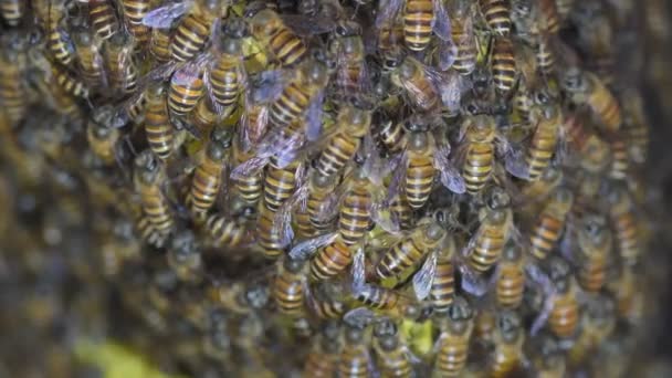 Медоносні Бджоли Вуликах Бджіл Таїланді Південно Східній Азії — стокове відео