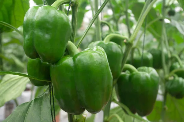 Sweet Pepper Vegetables Agricultural Greenhouse Farm — Stock Photo, Image