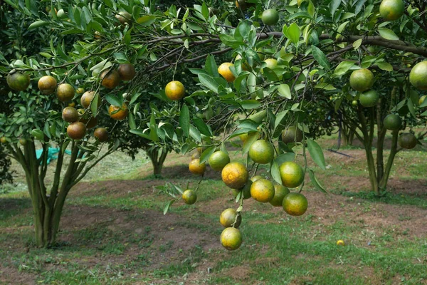 Bahçede Portakal Ağacı Meyveleri — Stok fotoğraf