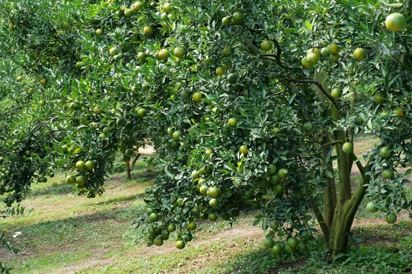Apelsinträd Trädgården — Stockfoto