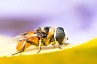 Çiçek Sineği doğa arka planında.