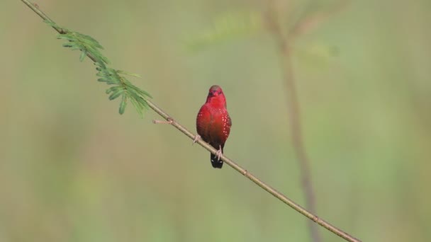 Pássaro Avadavat Vermelho Cantando Campo Arroz Paddy Tailândia Sudeste Asiático — Vídeo de Stock