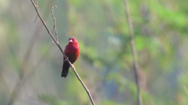 Roter Avadavat Vogel Singt Auf Reisfeldern Thailand Und Südostasien — Stockvideo