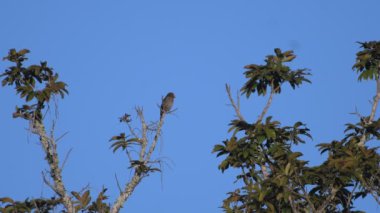 Kızıl Finch, Tayland ve Güneydoğu Asya 'da nadir bulunan kuşlardan..
