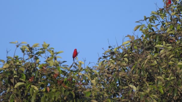 Kızıl Finch Tayland Güneydoğu Asya Nadir Bulunan Kuşlardan — Stok video