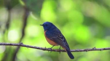Blue-fronted Redstart migration rare bird in Thailand and Southeast-Asia.