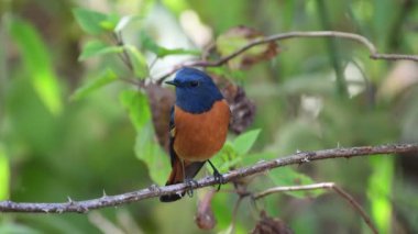 Blue-fronted Redstart migration rare bird in Thailand and Southeast-Asia.