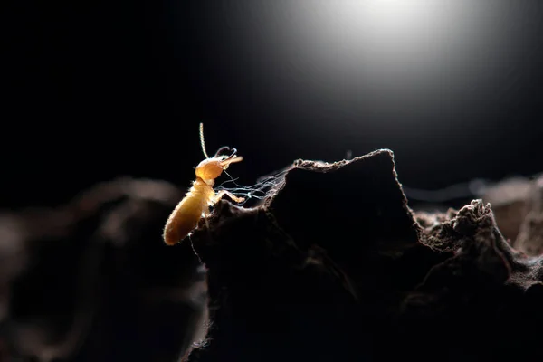 Termiten Mit Termitenhügel Hintergrund — Stockfoto