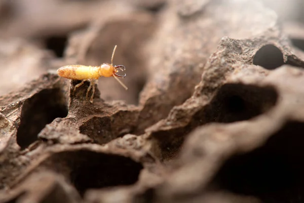 Termites Avec Termite Dans Nature Fond — Photo