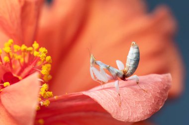 Tayland ve Güneydoğu Asya 'da Pembe Orkide Mantid. 