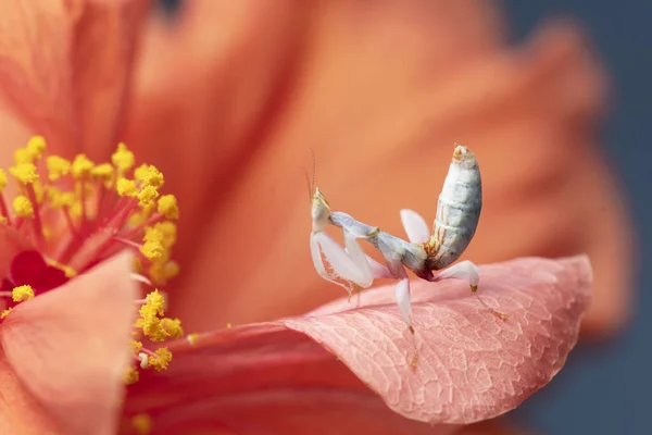 Rosa Orchideen Gottesanbeterin Thailand Und Südostasien — Stockfoto