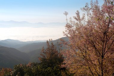Güzel bir bulut denizi Pembe Sakura çiçeğiyle sabah dağda.