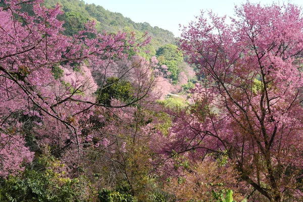 Růžové Sakura Květiny Kvetoucí Přírodě Pozadí — Stock fotografie