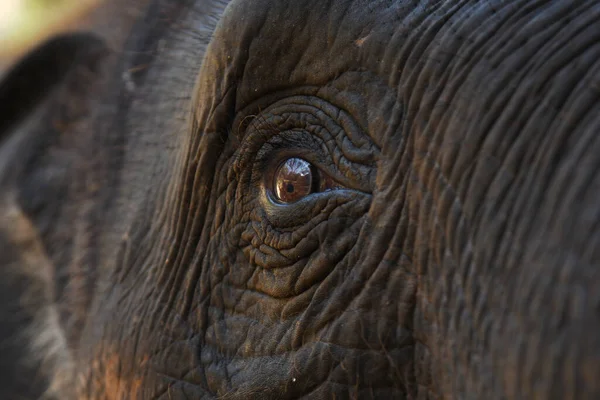 Nära Till Del Asia Elephant Thailand — Stockfoto