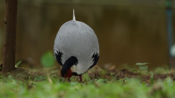 Faisão Prata Aves Raras Tailândia Sudeste Asiático — Vídeo de Stock