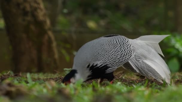 Aves Raras Faisán Plata Tailandia Sudeste Asiático — Vídeo de stock