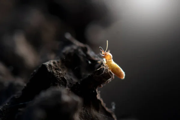 Termiten Mit Termitenhügel Hintergrund — Stockfoto