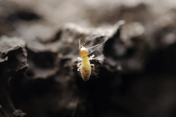 Termiten Mit Termitenhügel Hintergrund — Stockfoto