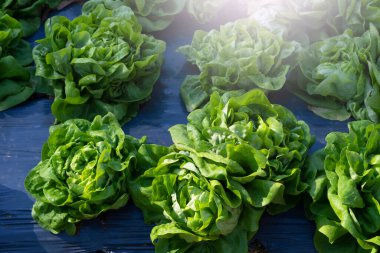 Bahçedeki organik sebze.