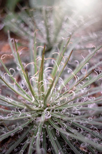 Kaktus Lub Rośliny Cukrowe Tle Natury — Zdjęcie stockowe