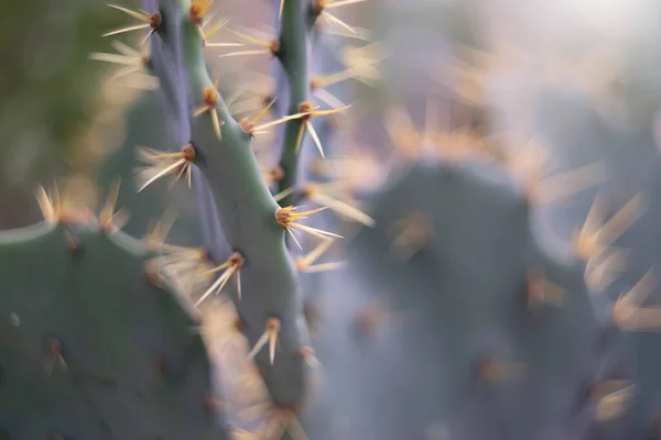 Kaktus Lub Rośliny Cukrowe Tle Natury — Zdjęcie stockowe
