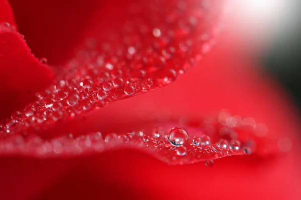Nahaufnahme Rosenblüte Für Die Natur Hintergrund — Stockfoto