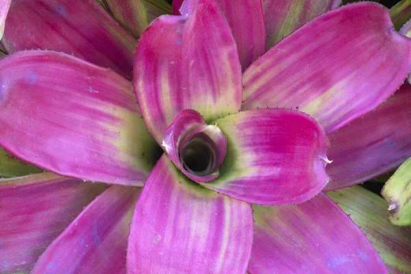 Bromeliadele Afișează Plante Perete Pentru Fundalul Naturii — Fotografie, imagine de stoc