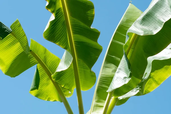 Zielony Banan Pozostawia Wzór Dla Natury Tło — Zdjęcie stockowe