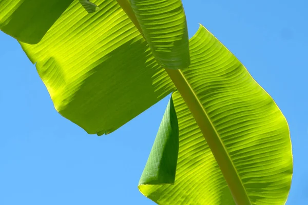 Зеленый Банан Листья Рисунок Природы — стоковое фото