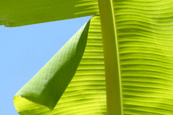 Green Banana Leaves Pattern Nature Background — Stock Photo, Image