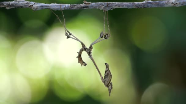 Violín Mantis Tailandia Sudeste Asiático — Vídeo de stock