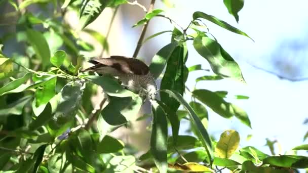 Banded Bay Cuckoo Pássaros Tropicais Tailândia Sudeste Asiático — Vídeo de Stock