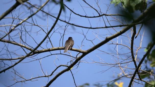 Banded Bay Cuckoo Trópusi Madarak Thaiföldön Délkelet Ázsiában — Stock videók