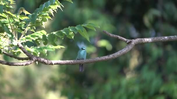 Verditer Blue Flycatcher Tropických Ptáků Thajsku Jihovýchodní Asii — Stock video