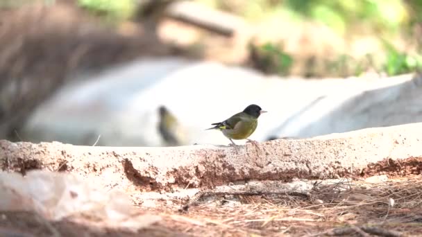 Aves Migração Greenfinch Cabeça Preta Tailândia Sudeste Asiático — Vídeo de Stock