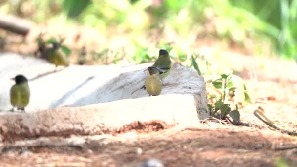 Aves Migração Greenfinch Cabeça Preta Tailândia Sudeste Asiático — Vídeo de Stock