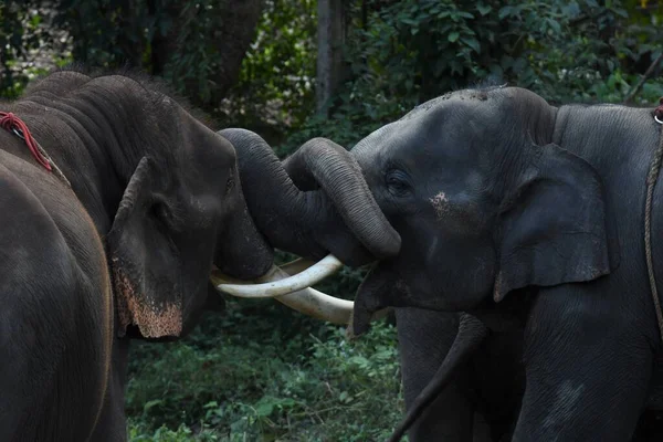 Asien Elefant Thailand Och Sydostasien — Stockfoto