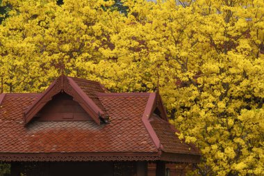 Tayland 'ın Chiangmai şehrinde çiçek açan Lanna Thai tarzı bir ev..
