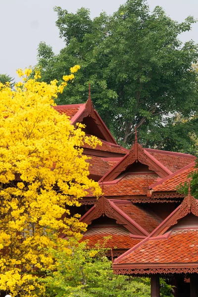 Дом Стиле Lanna Thai Цветущим Желтым Цветом Чиангмае Таиланд — стоковое фото