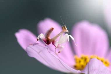 Tayland ve Güneydoğu Asya 'da nadir görülen Pembe Orkide Mantid böcekleri. 