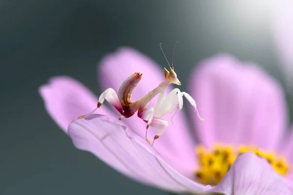 Tayland ve Güneydoğu Asya 'da nadir görülen Pembe Orkide Mantid böcekleri. 