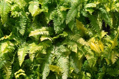 Eğreltiotu yaprakları doğa arka planında.