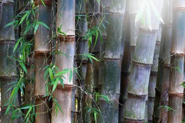 Doğa arka planı için büyük Bambu bitkisi.