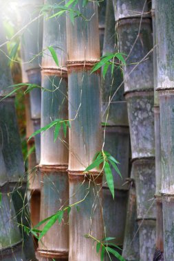 Doğa arka planı için büyük Bambu bitkisi.