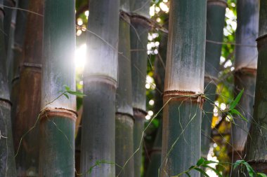 Doğa arka planı için büyük Bambu bitkisi.