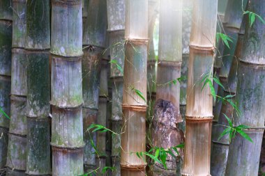 Doğa arka planı için büyük Bambu bitkisi.