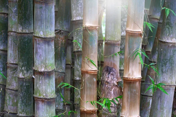 Doğa arka planı için büyük Bambu bitkisi.