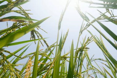 Çeltik tarlasında pirinç filizleri.